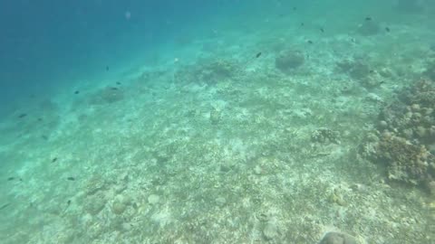 Snorkeling Adventures, So many tropical fish of all colors and some amazing corals.