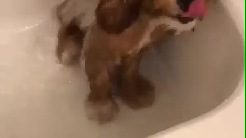 This pup loves bathing.
