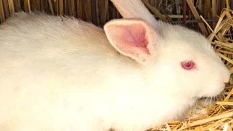 The Bizarre Albino Rabbit!