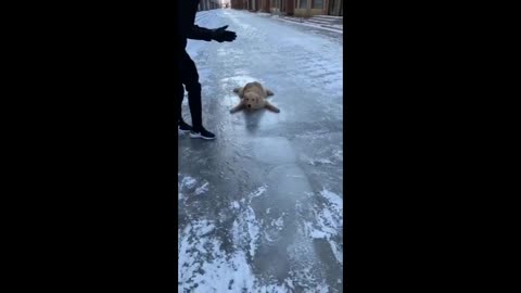 funny dog slip on ice floor