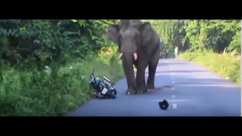 Elephant attack. elephant is mad?