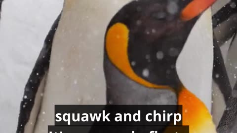 Totally WTF and Weird Things Penguins Do?