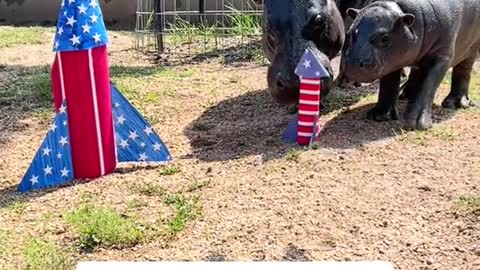 Pygmy Hippo approved fireworks!