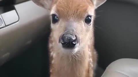 Fawn Bleats After Being Rescued || ViralHog