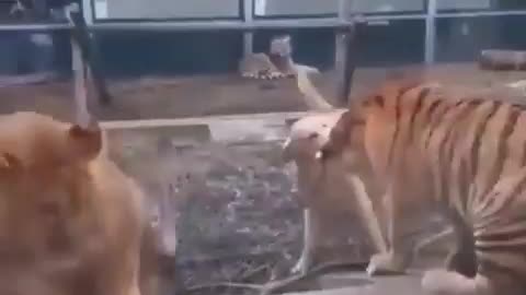 Animal fights dog, tiger and lion