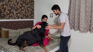 Dog protacting pragnant my wife
