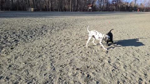 Luna with Black Dog