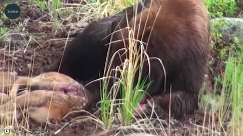 30 Moments Bears Rush to Hunt Another Animal to Fight Hunger _ Wild Animals
