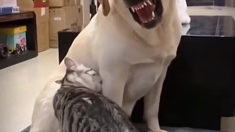 Dog getting angry 😠