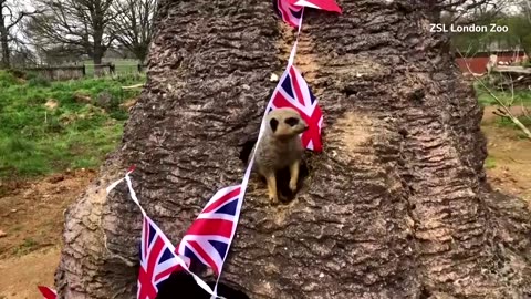 UK zoo animals get into the coronation spirit