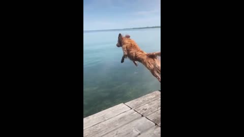 Funny Animal : Dog jumps into the water