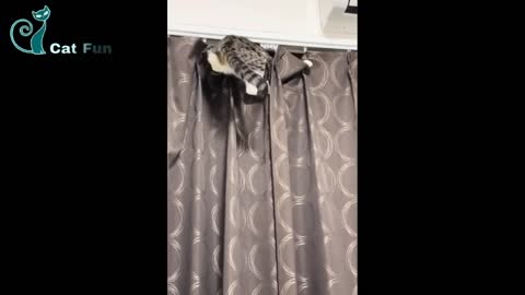 Funny cat videos 😹 funny cats video cute cat
