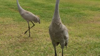 Sand Hill Crane feathers ruffling in Florida wind gusts