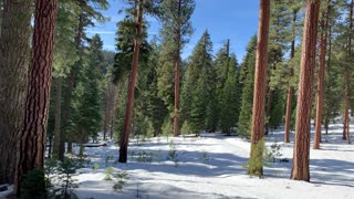 Ponderosa Pine Paradise – Ochoco National Forest – Bandit Springs Sno-Park – Central Oregon – 4K