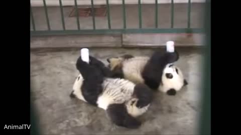 Clumsy Baby Panda Cubs