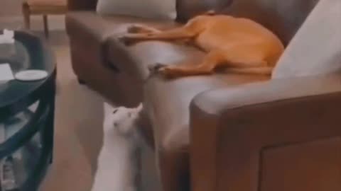 Funny Animals - A Funny Cat is jocking With The Dog || Funny Videos