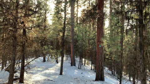 Sunlit Trees – Bandit Springs Sno-Park – Central Oregon – 4K