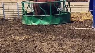 Bull Freed From Bale Feeder