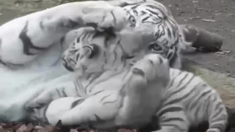 Misbehaving little snow tiger cub