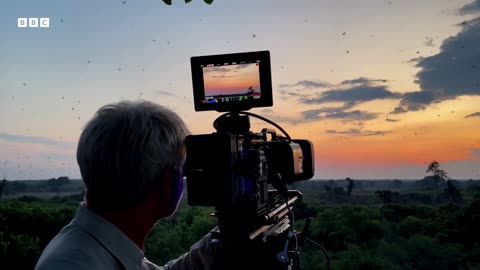 Living Up A Tree To Film Bats The Making of Mammals BBC Earth