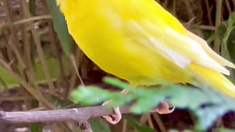 Canary Bird Singing