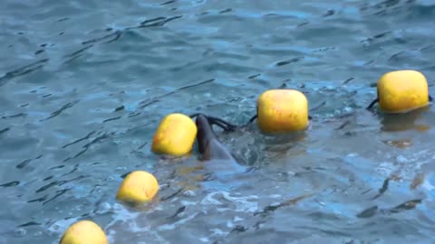 Taiji Japan: Nursery pod of 18 Striped dolphins killed