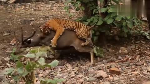 White Tiger VS Powerful Lion - Tigre Blanco VS Leon Quien Gana_