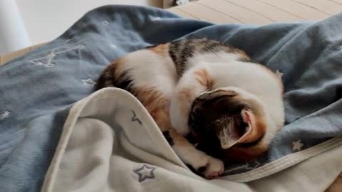 sleeping cat on top of the table