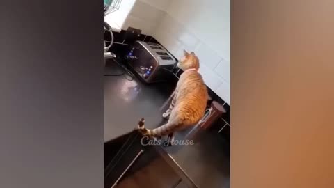 FUNNY CATS