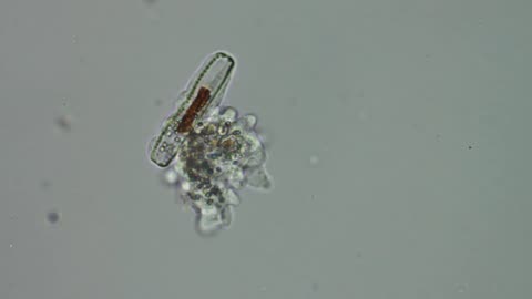 Polychaos-Fasciculatum Amoeba