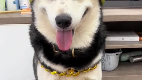 Giant Pitbull hilariously blows bubbles going after sea shells