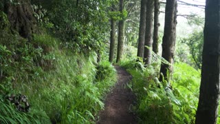 Peaceful Nature Walk Through Forrest