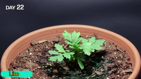 Growing Marigold Flower Time Lapse - Seed to Flowers (70 Days)