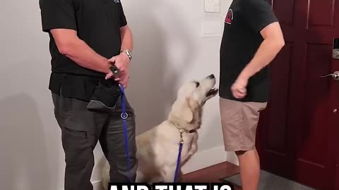 How to get your dog stop jumping on guest