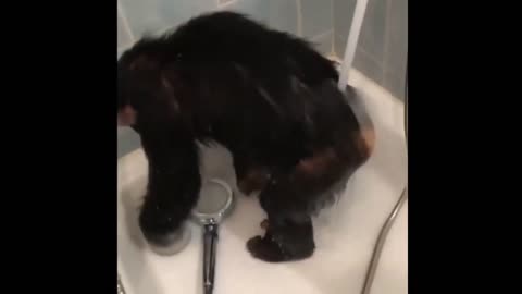 Chimp having a shower