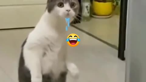 cat funny😂😂 videos love 🐈