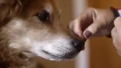 This dog’s ‘sixth sense’ led to a life-changing cancer diagnosis.
