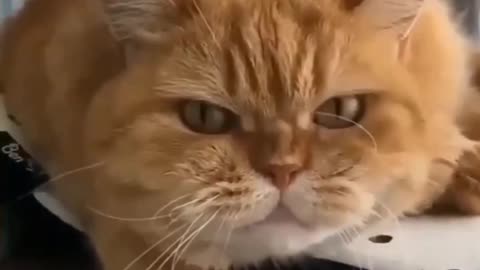 Top 5 Angry Cats, Wait For The Last One.