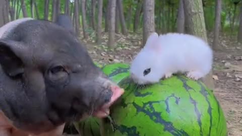 The little pig and the little rabbit are fighting over the grass to eat.