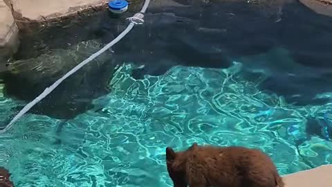 Another hot day brought Momma and her cubs by for a dip in the pool.