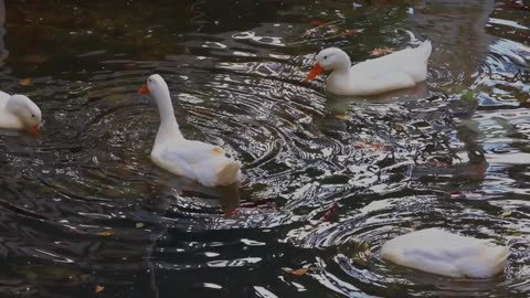 "Geese Unveiled: 5 Fascinating Facts About These Majestic Birds"