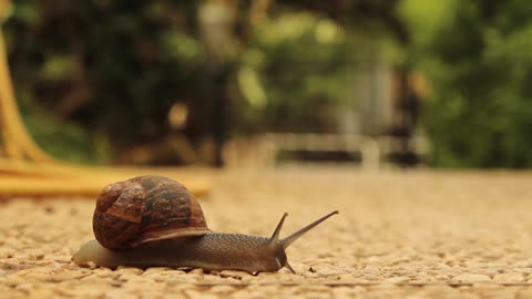 Snail Crossing The Road