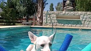 Dog Uses Pool Noodles to Float