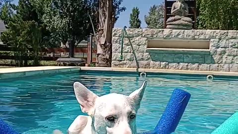 Dog Uses Pool Noodles to Float