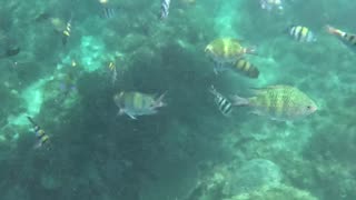 Snorkeling Adventures Philippines. Wow, so many fish!!