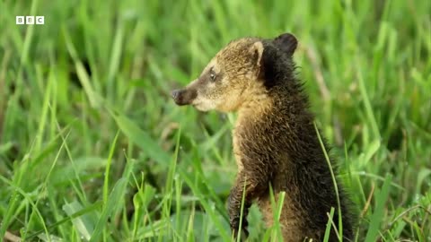 Baby Coati Races To Escape Hawk Earths Great Seasons BBC Earth