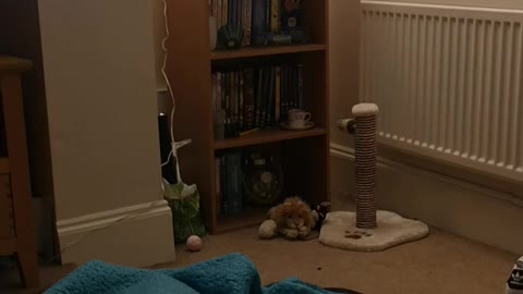 Kitten Leaps to Play Fetch
