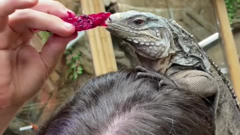 This lizard really just dropped a piece of dragonfruit right on my noggin 😂🦎