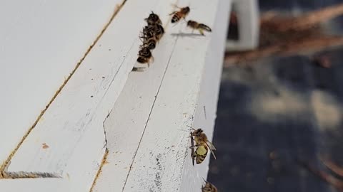 Honey Bees bringing in Red Maple Pollen