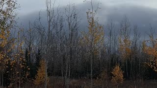 Migrating Sandhill Cranes